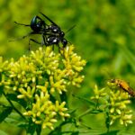 mating wasps